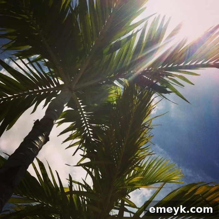 Lush palm trees against a clear blue sky in Miami