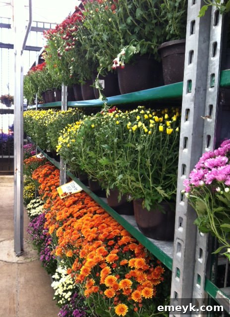 Colorful autumn mums