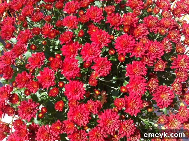 Vibrant red mums in bloom
