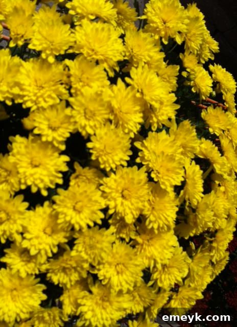 Bright yellow mums against a green background