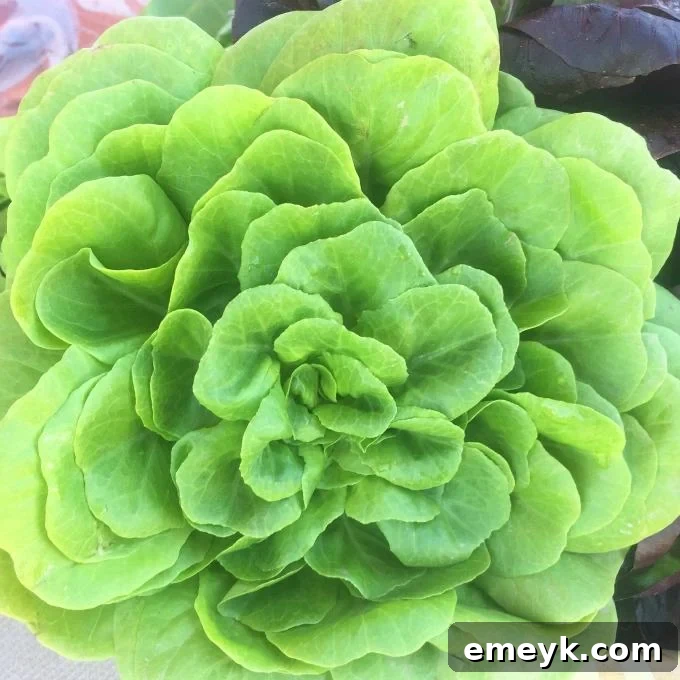 Simmered Salsa Verde Chicken Tacos 4 A pristine head of fresh butter lettuce, ready for harvest