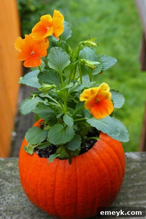 Pumpkin repurposed as a charming flower pot for fall decor
