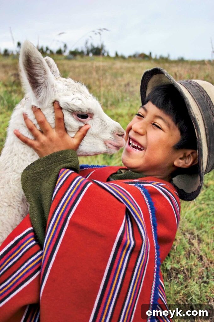 This Holiday Season: Give Back and Win! 4 These alpacas are part of a project for the improvement of the páramo, in the zone of Guangaje. Unlike other animals, the alpacas do not destroy the páramo. The children who appear are sponsored and participated in the Pujilí Guangaje ADP in Cotopaxi province. No story or summary available. Latin America digital color vertical