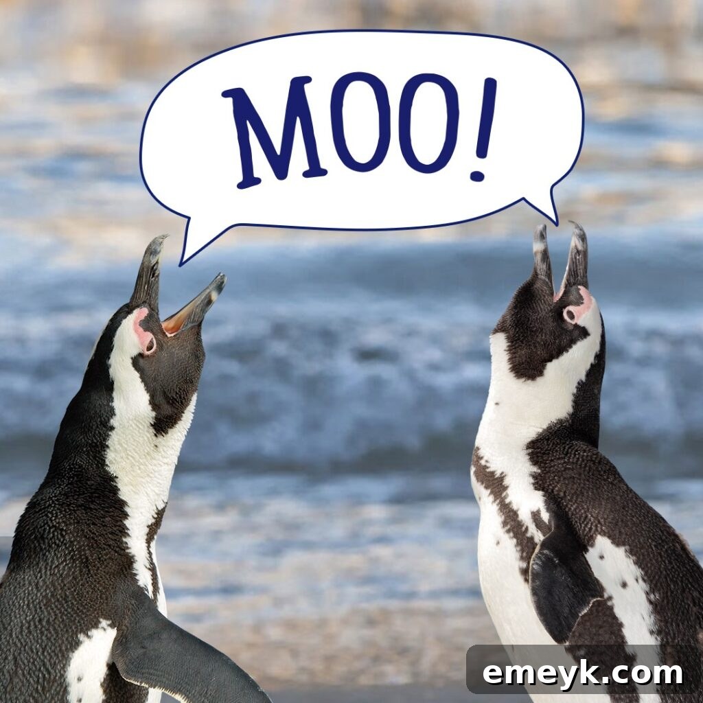 Species Survival Initiative 2 African Penguin swimming gracefully in water, symbolizing conservation efforts