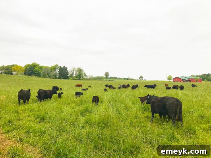 Grill Your Best Beef Ever 9 Pro Tips 6 Feed ingredients at Hoffman Farms