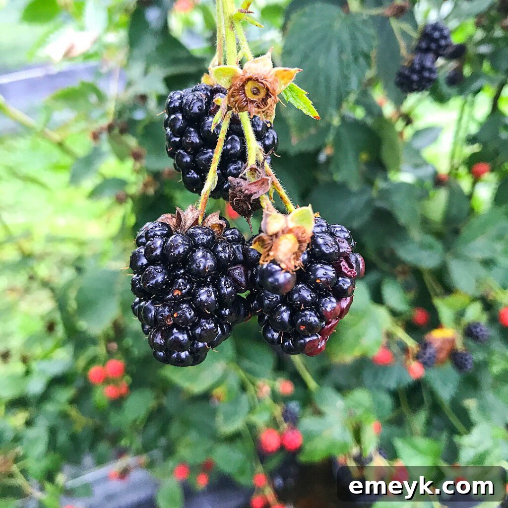The owner of Indian Springs Berry Farm, Jason, explaining the farming process among his berry bushes.