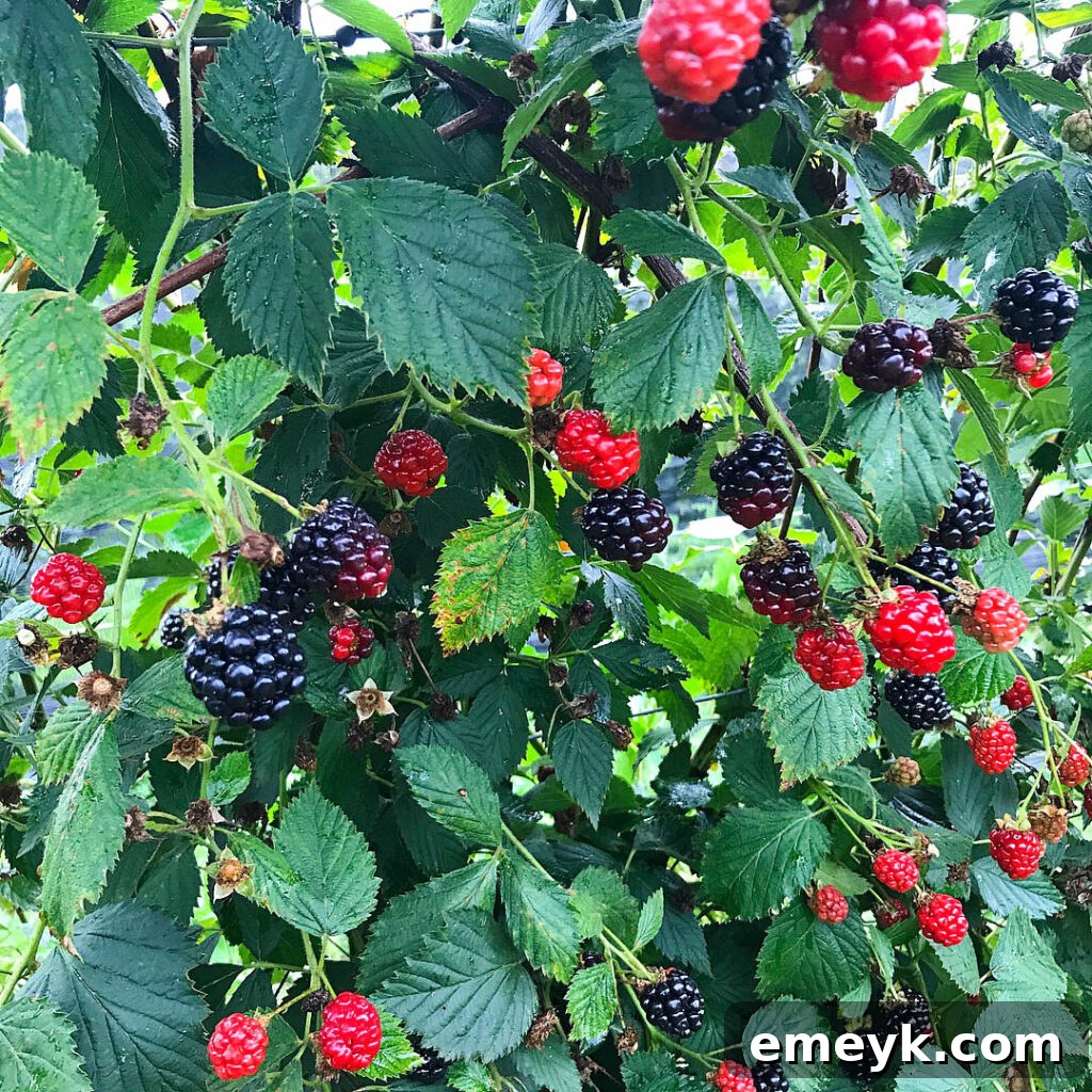Close-up of freshly picked organic blackberries, plump and juicy.