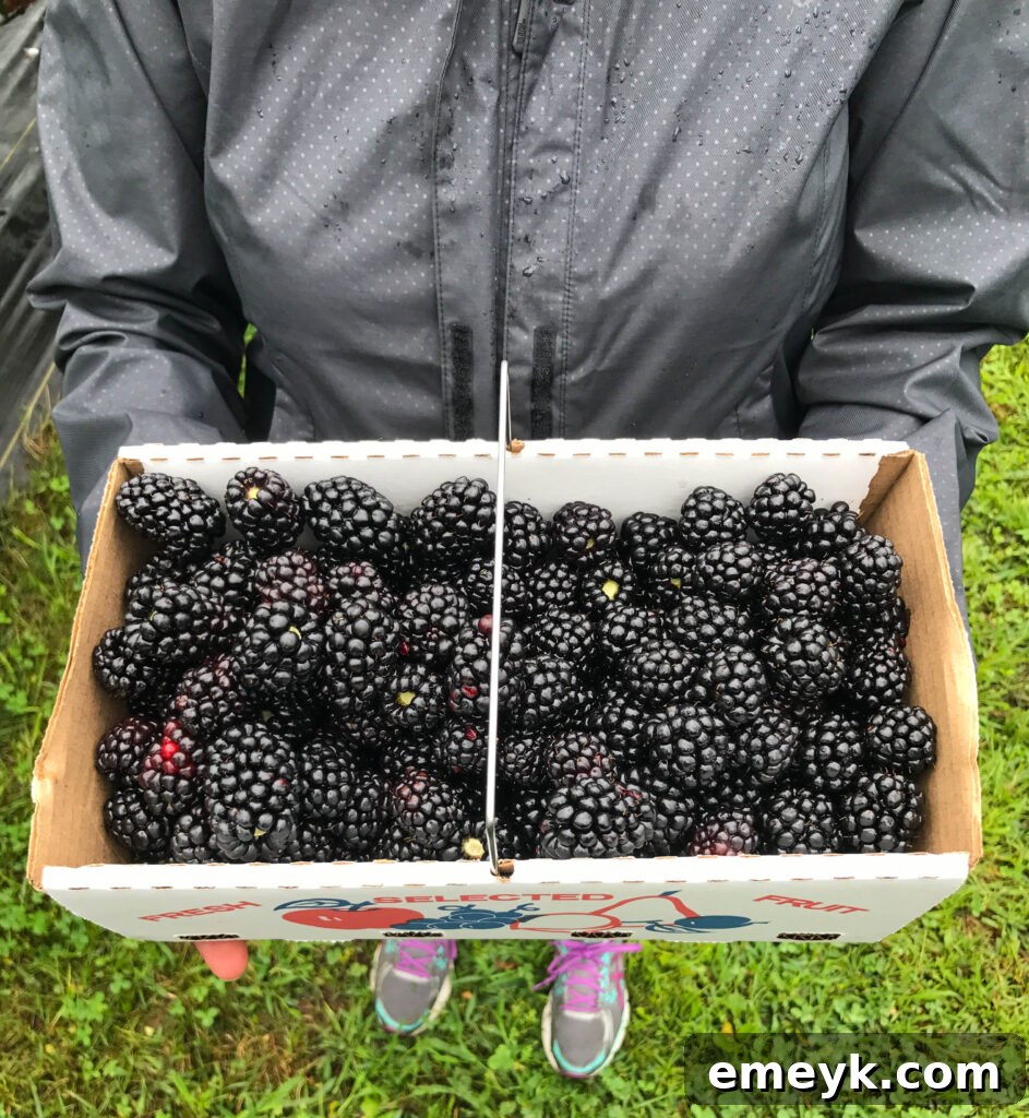 A child's hand reaching for ripe blackberries, emphasizing the family-friendly nature of the farm.
