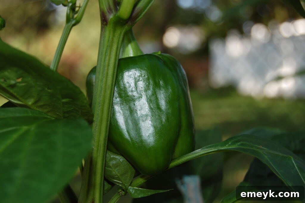 Fresh green bell pepper, a key ingredient for a vibrant chili