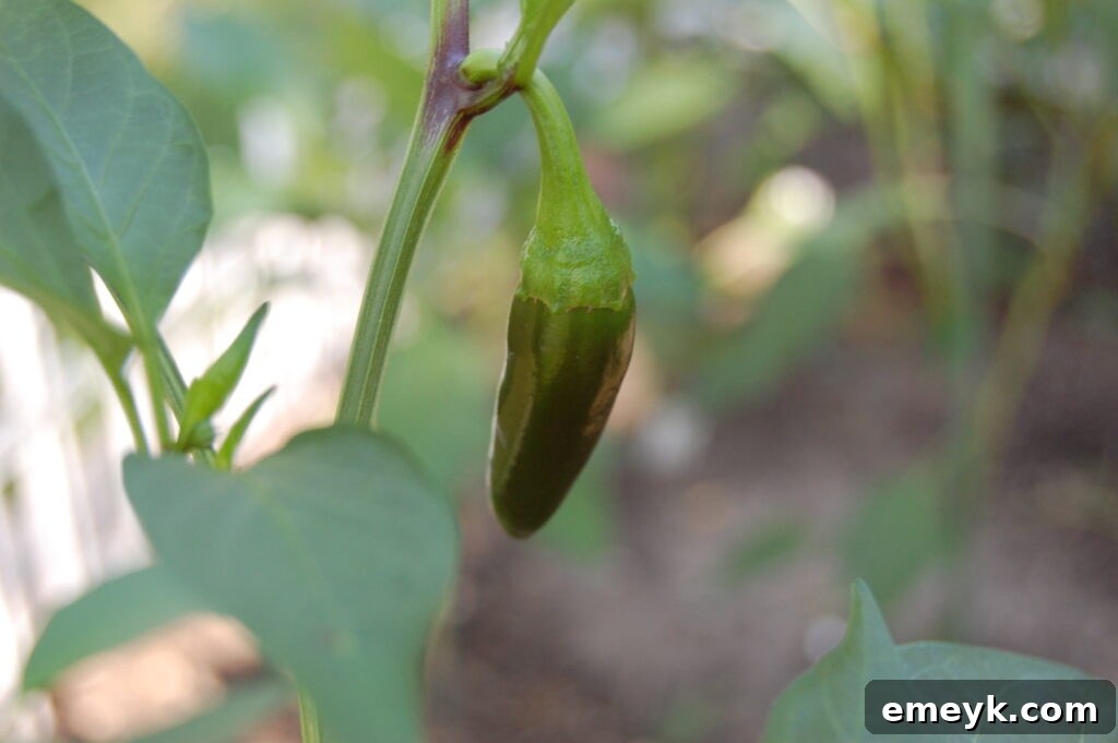 Ripe jalapeño peppers, ready to add a kick to chili