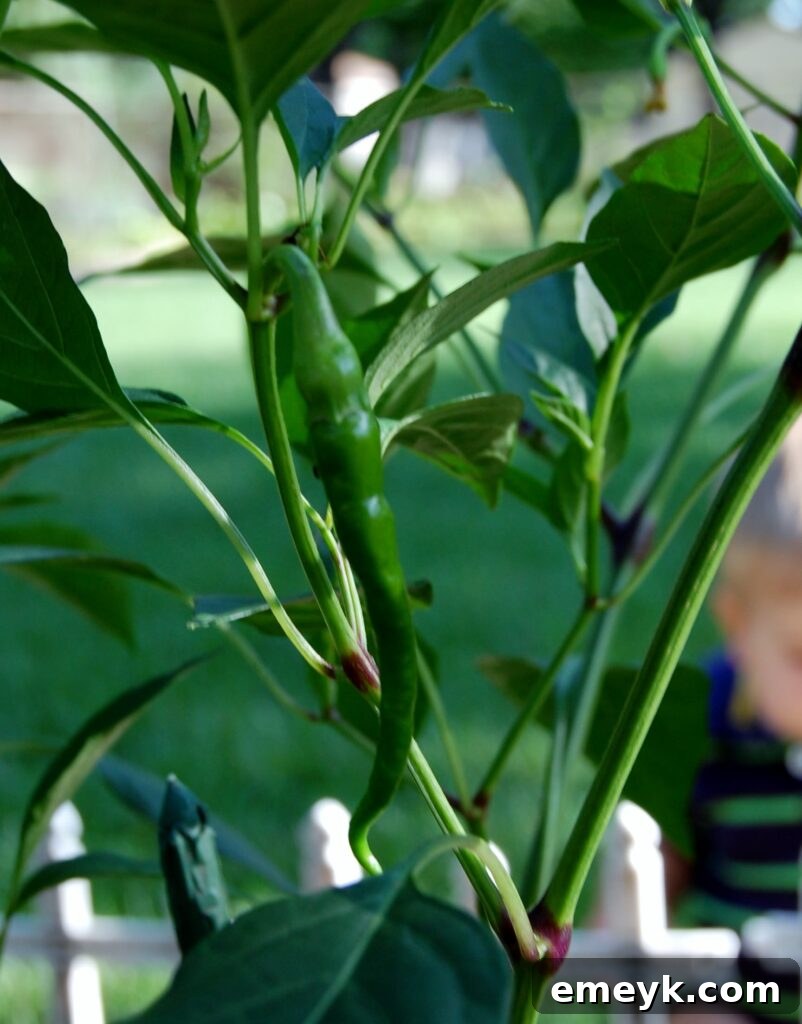 Serrano peppers, for an extra layer of heat in your Crockpot Chickpea Chili