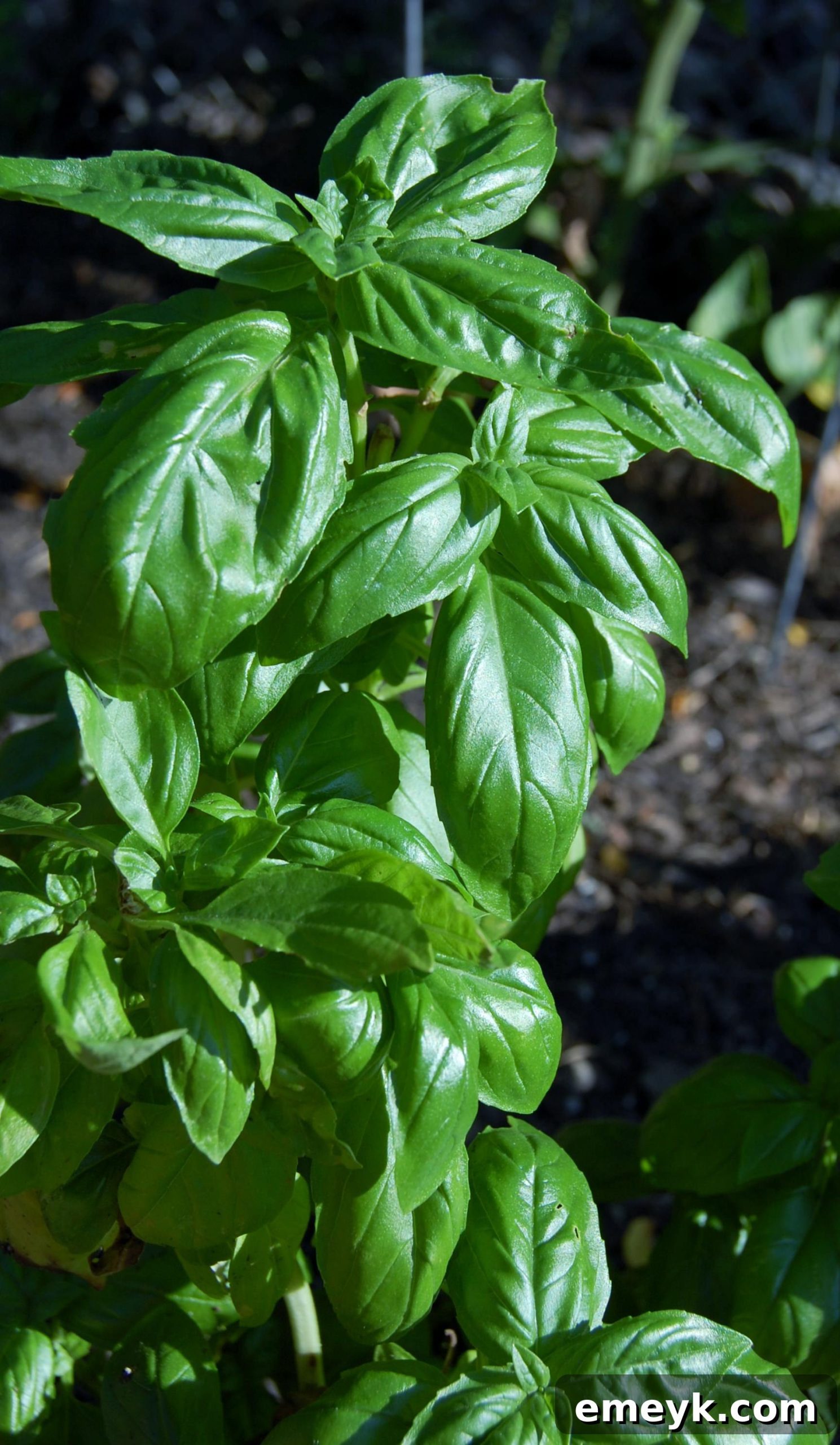 Fresh basil leaves, adding an aromatic touch to the chili