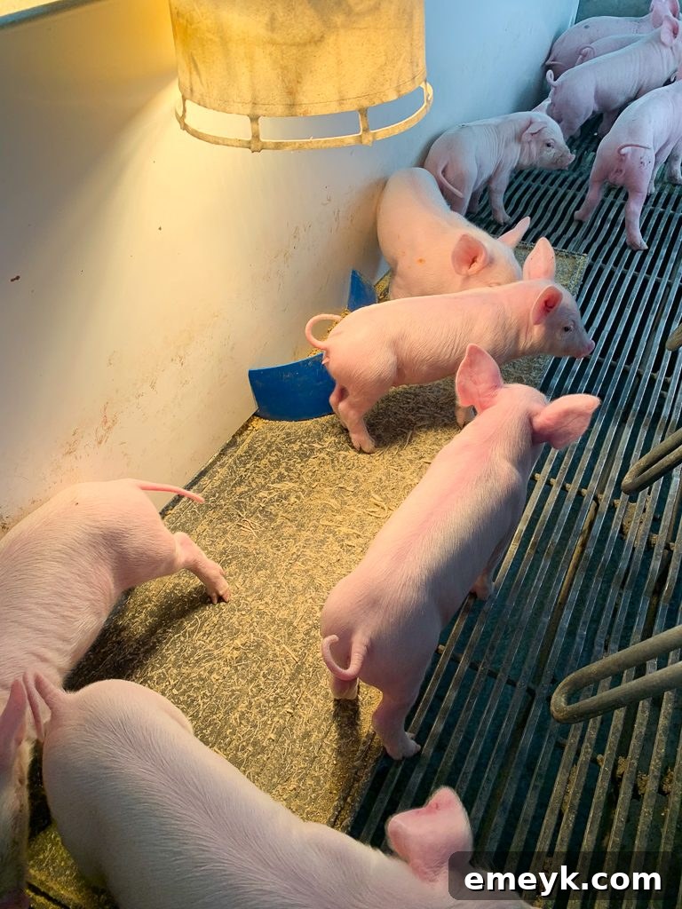 Ohio Farm to Flavor: Crafting Homemade Barbecue Sauce 7 Lively Piglets in a Pen at Shoup Brothers Farm, SEO: Healthy Piglets Farm Ohio
