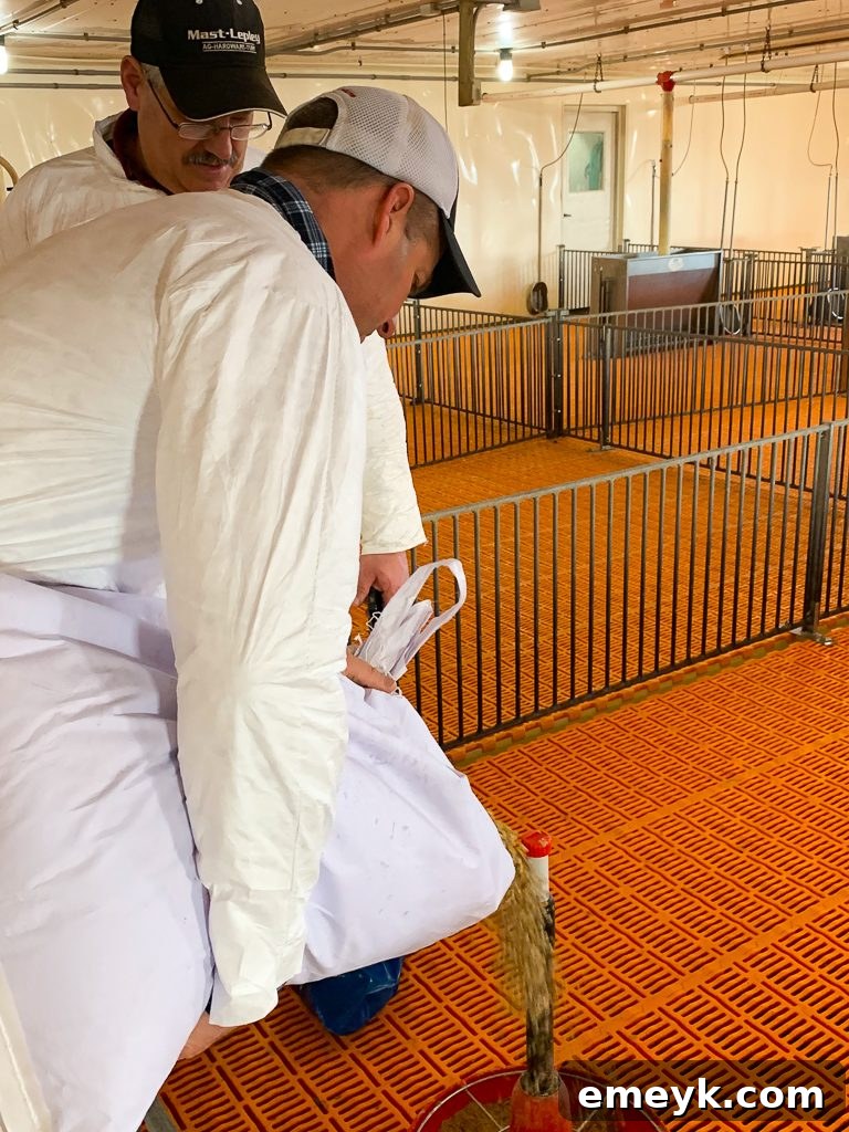 Ohio Farm to Flavor: Crafting Homemade Barbecue Sauce 8 Temperature-Controlled Hog Barn Interior, SEO: Sustainable Pork Farming Environment
