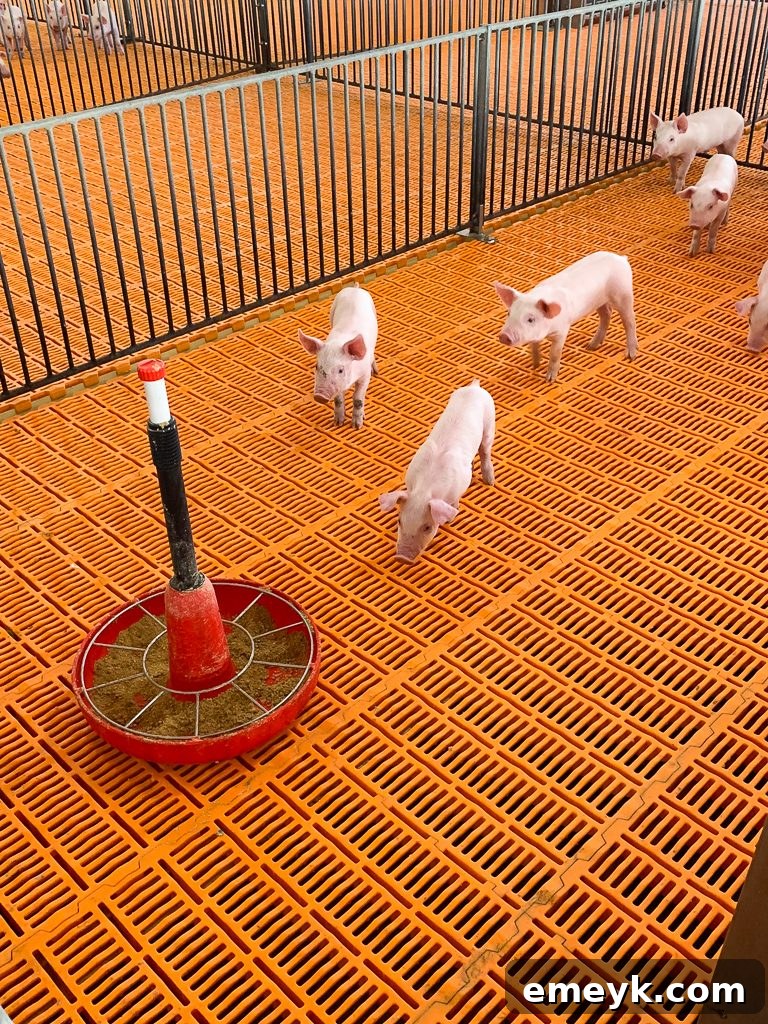 Ohio Farm to Flavor: Crafting Homemade Barbecue Sauce 9 Advanced Temperature Control System in Hog Barn, SEO: Ohio Hog Farm Technology