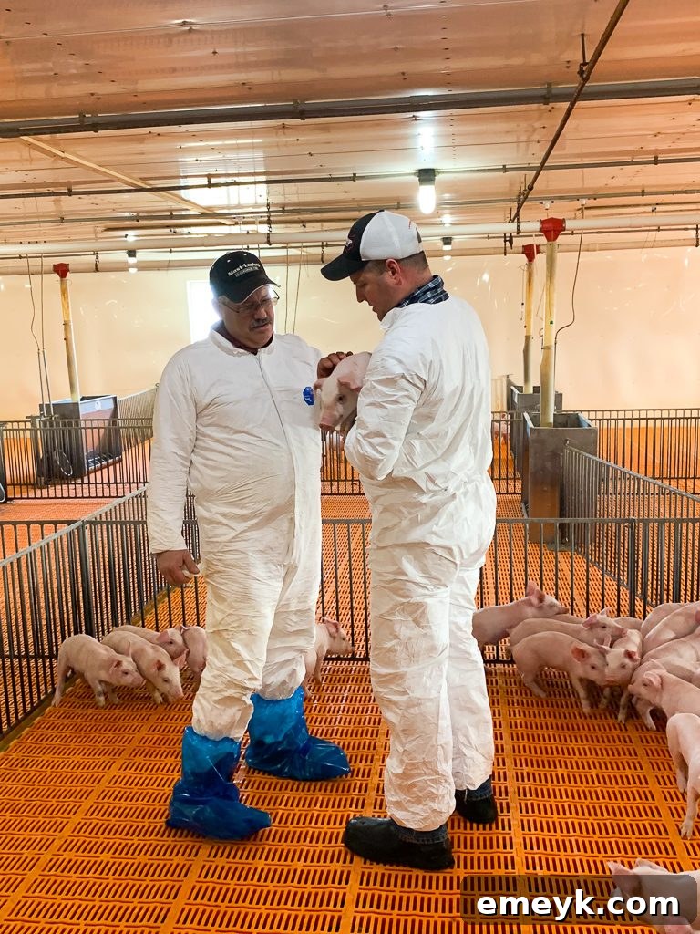Ohio Farm to Flavor: Crafting Homemade Barbecue Sauce 10 Hogs in a Finishing Barn at Shoup Brothers Farm, SEO: Market Ready Hogs Ohio