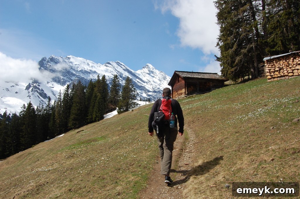 A serene hiking path winding through an Alpine meadow with mountains in the background