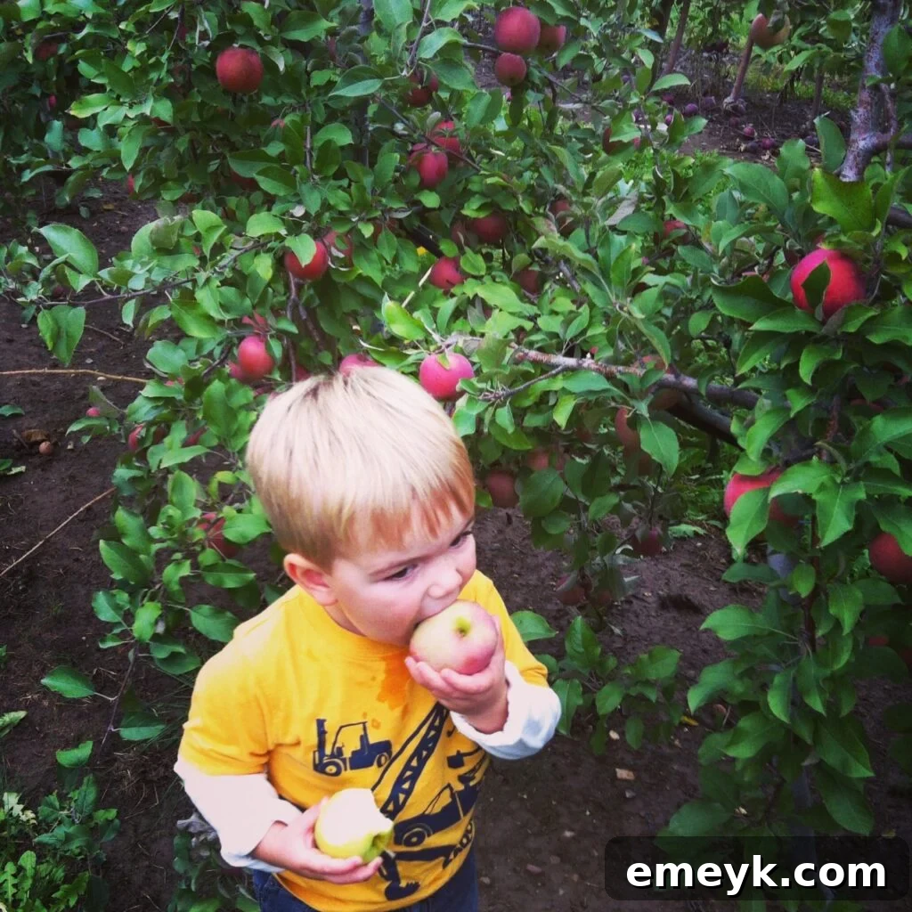 A child joyfully picking fresh, ripe apples directly from a tree in a sunlit autumn orchard during apple picking season.