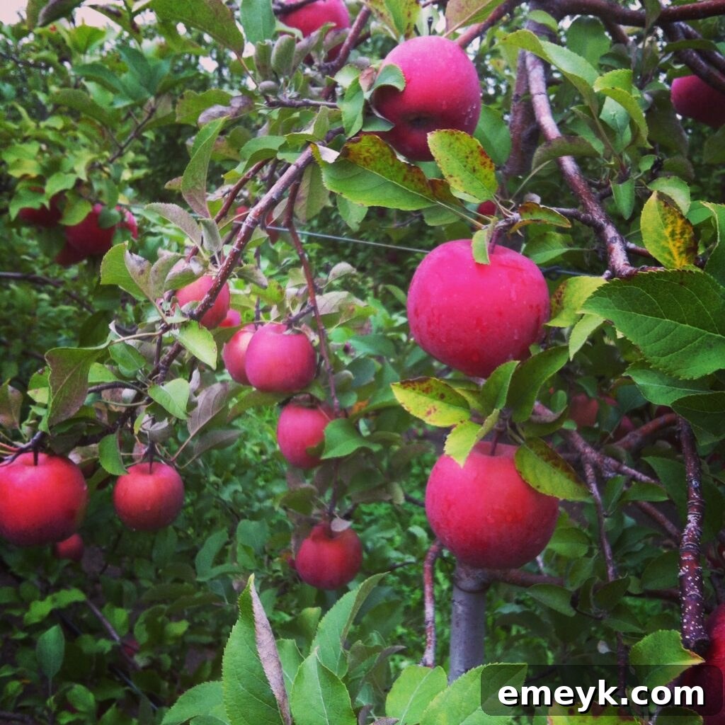 A picturesque scene of a family enjoying an autumn apple picking outing, with baskets full of fresh apples.